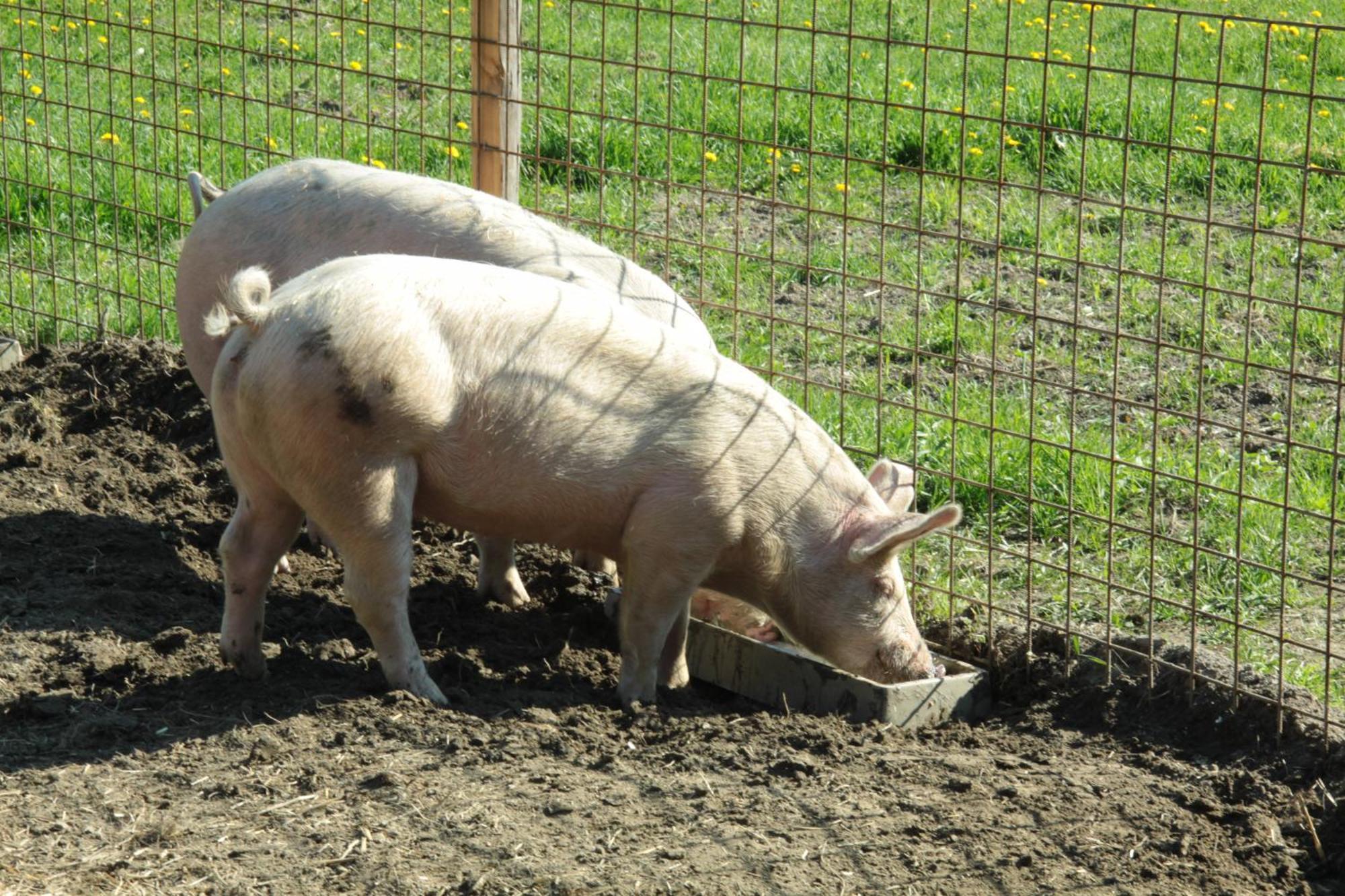 Appartamento Biohof Sauschneider Sankt Margarethen im Lungau Esterno foto