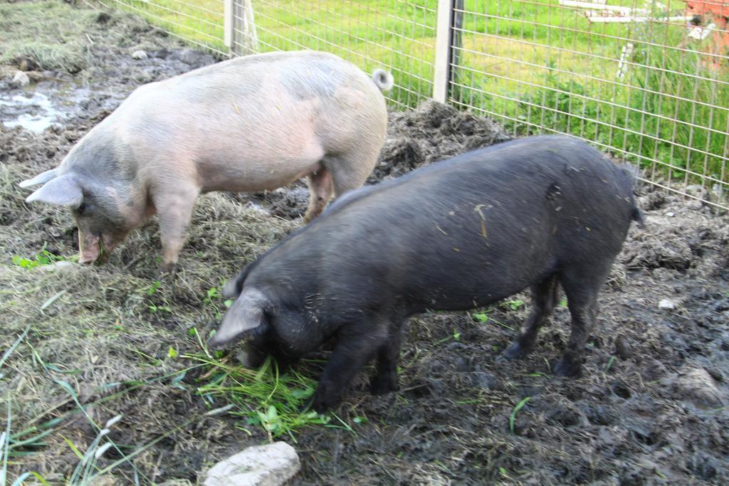 Appartamento Biohof Sauschneider Sankt Margarethen im Lungau Esterno foto